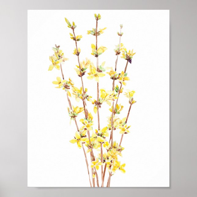 affiche de peinture aquarelle forsythia jaune (Devant)