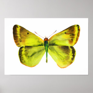 Affiche de peinture d'aquarelle de papillon