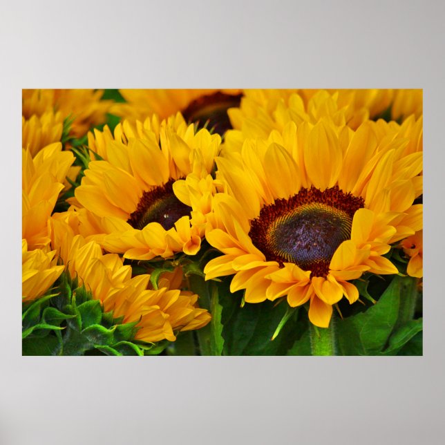 Affiche de peinture de tournesol de soleil d'été m (Devant)