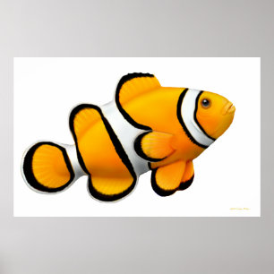 Affiche de Percula Clownfish de récif coralien