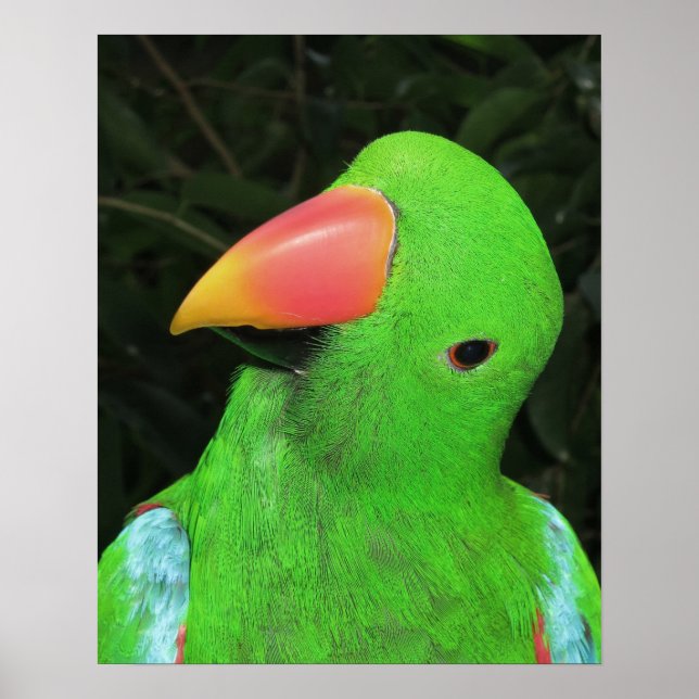 Affiche de perroquet joli (Devant)