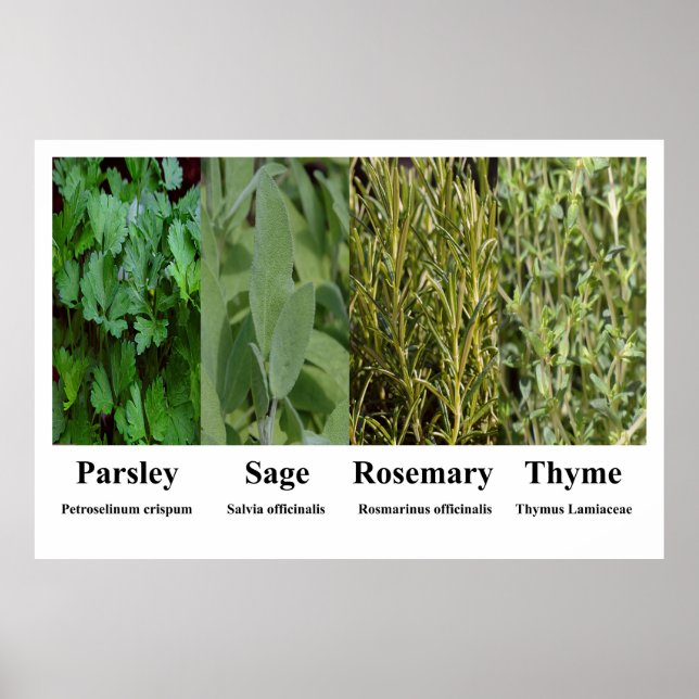 Affiche de persil, sauge, romarin et thym, herbes  (Devant)