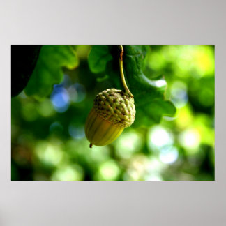 Affiche De petits glands poussent de puissants chênes