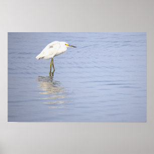 Affiche de photo d'aigrette