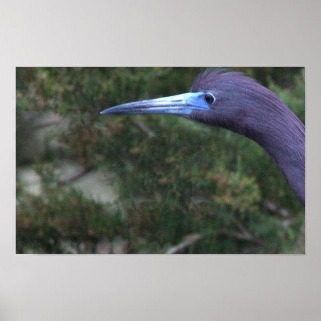 Affiche de photo d'Aigrette bleue (Devant)