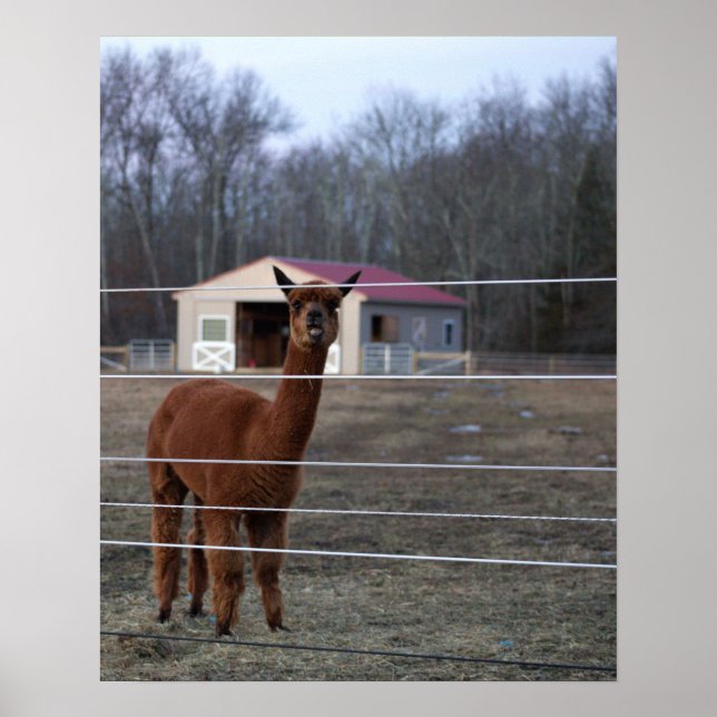 Affiche de photo d'alpaca (Devant)