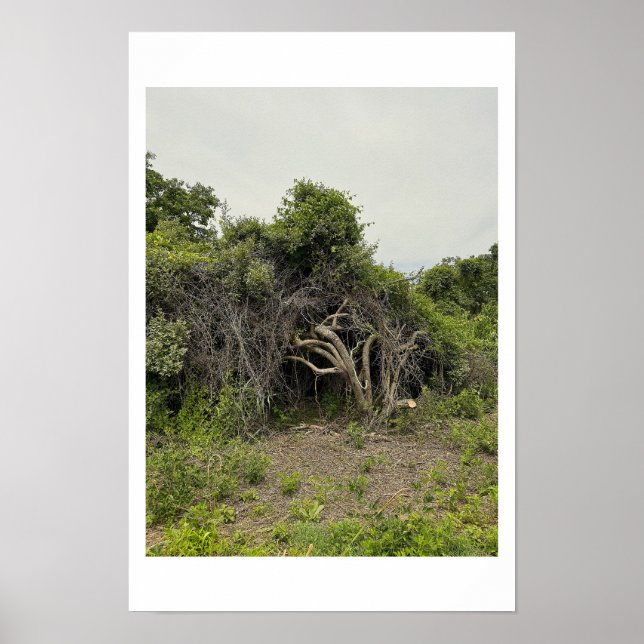 Affiche de photo d'arbre mutilé (Devant)