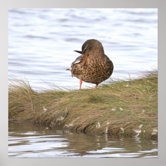 Affiche de photo de canard (Devant)