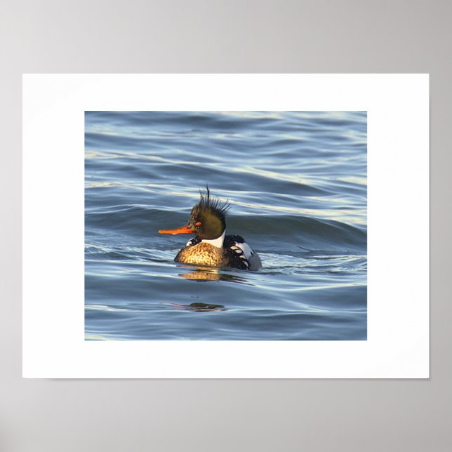 Affiche de photo de canard  (Devant)