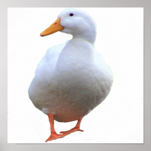 Affiche de photo de canard (Devant)