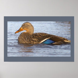 Affiche de photo de canard colvert