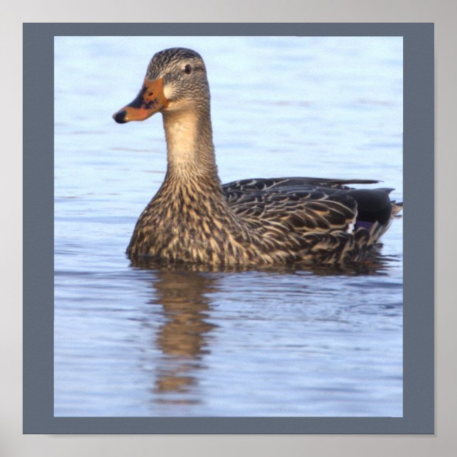 Affiche de photo de canard colvert (Devant)