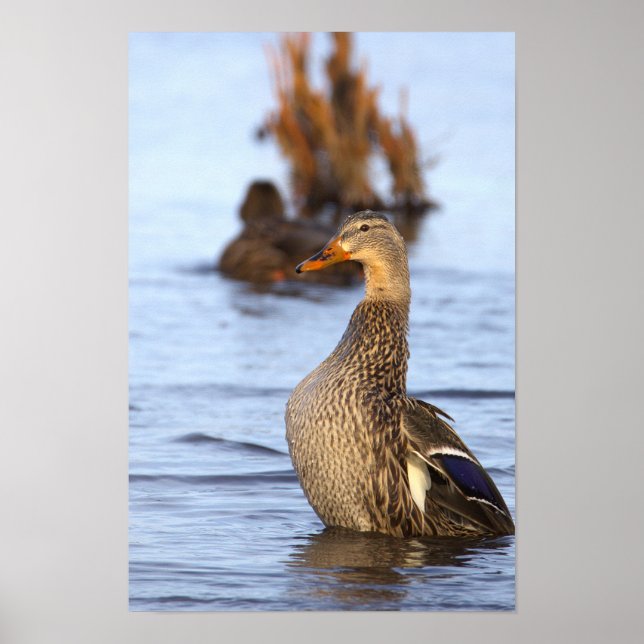 Affiche de photo de canard colvert (Devant)