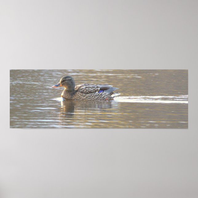 Affiche de photo de canard colvert (Devant)
