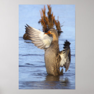 Affiche de photo de canard colvert