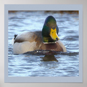 Affiche de photo de canard colvert