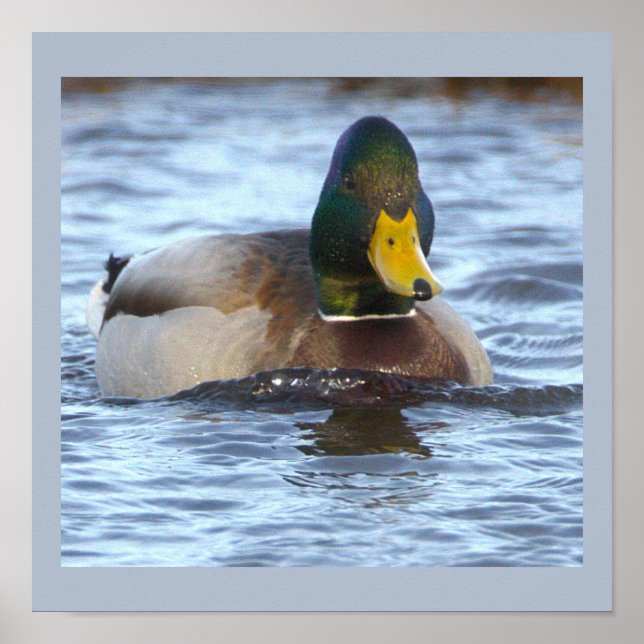 Affiche de photo de canard colvert (Devant)