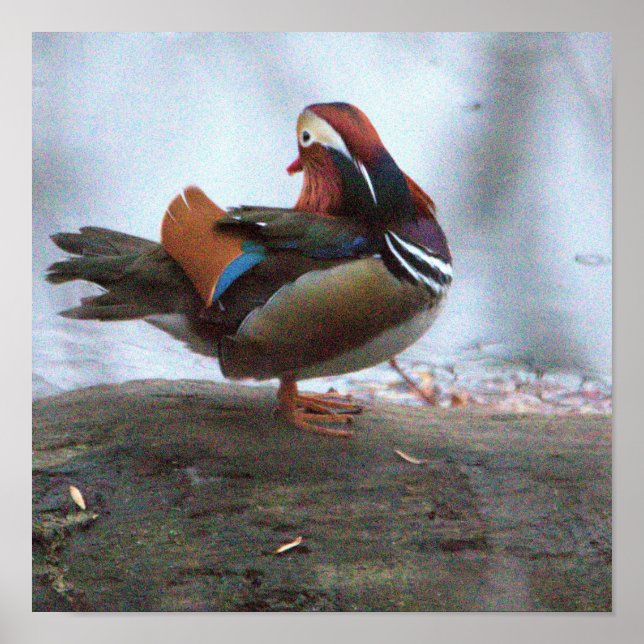 Affiche de photo de canard mandarin (Devant)