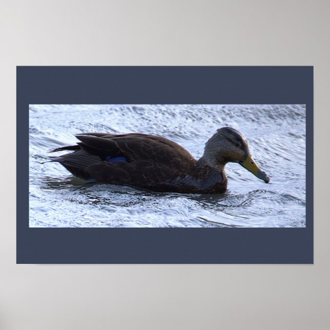 Affiche de photo de canard noir (Devant)