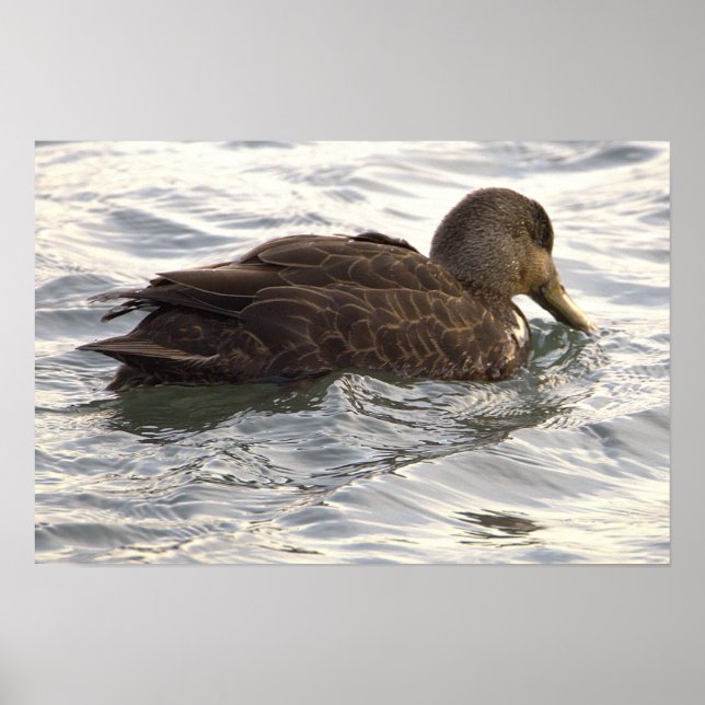 Affiche de photo de canard noir (Devant)