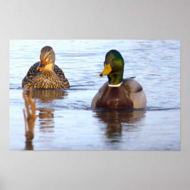 Affiche de photo de canards colverts (Devant)