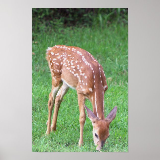 Affiche de photo de cerf (Devant)