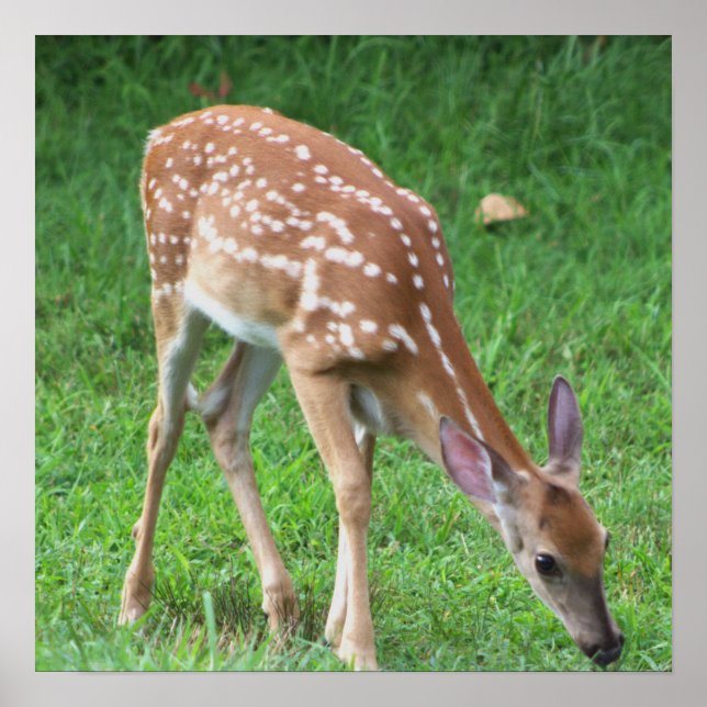 Affiche de photo de cerf (Devant)