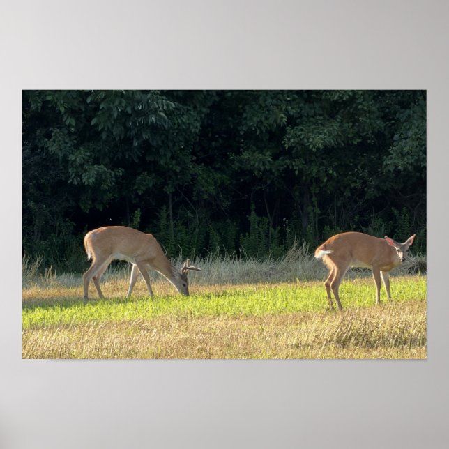 Affiche de photo de cerf (Devant)