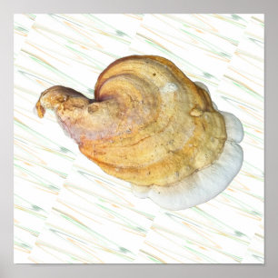 Affiche de photo de champignon