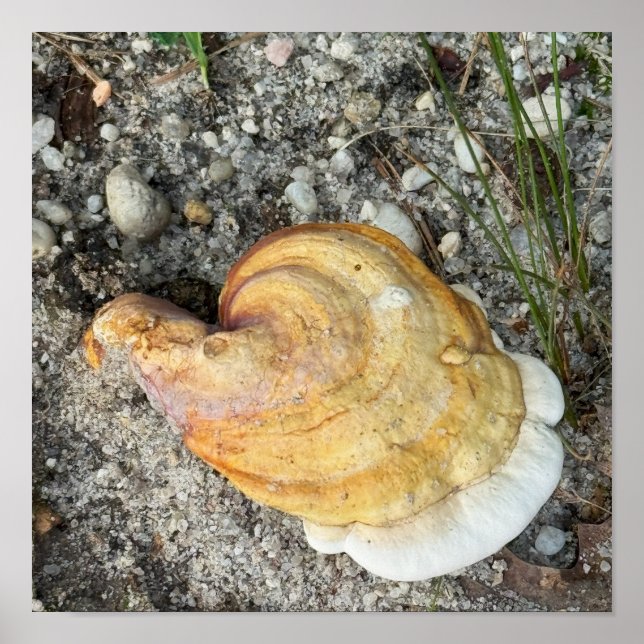 Affiche de photo de champignon (Devant)