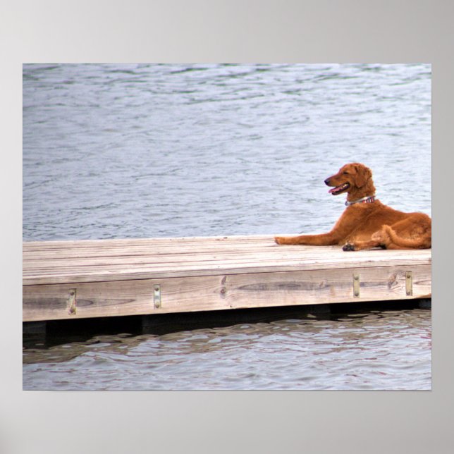 Affiche de photo de chien (Devant)