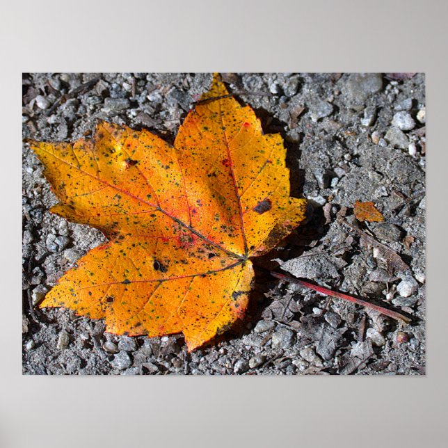 Affiche de photo de feuille jaune-orange (Devant)