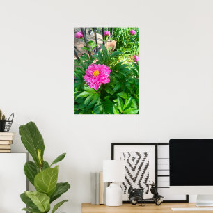 Affiche de photo de fleur de pivoine rose par une 