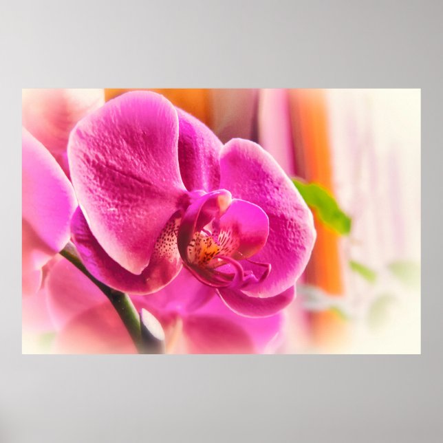 Affiche de photo de fleur d'orchidée rose à mise a (Devant)