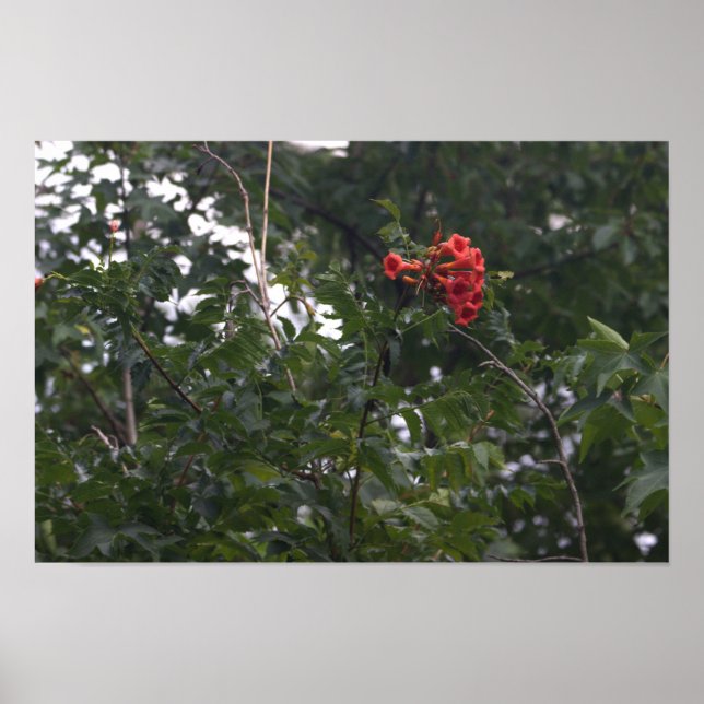 Affiche de photo de fleurs orange  (Devant)