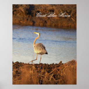 Affiche de photo de Grand Héron bleu