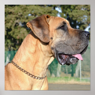 Affiche de photo de great dane