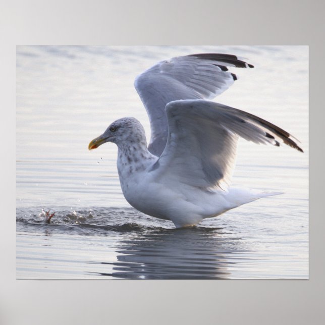 Affiche de photo de mouette (Devant)