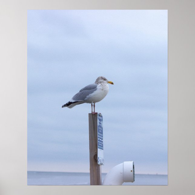 Affiche de photo de mouette  (Devant)