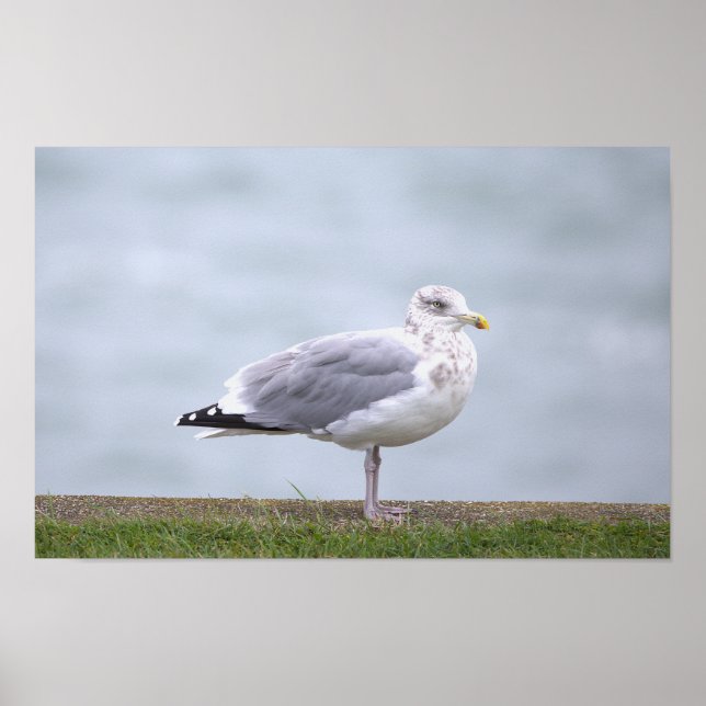 Affiche de photo de mouette (Devant)