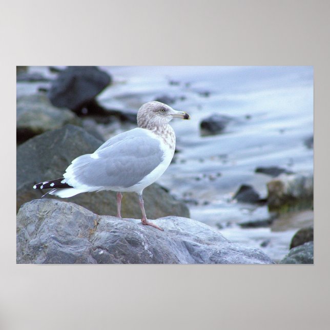 Affiche de photo de mouette  (Devant)