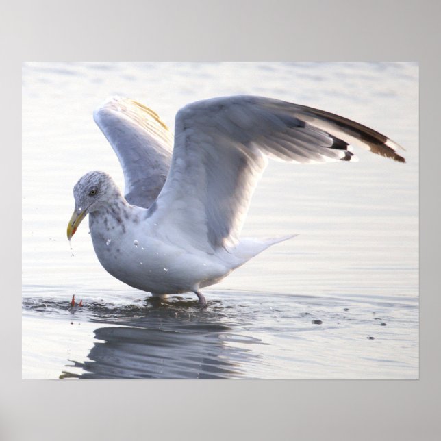 Affiche de photo de mouette (Devant)