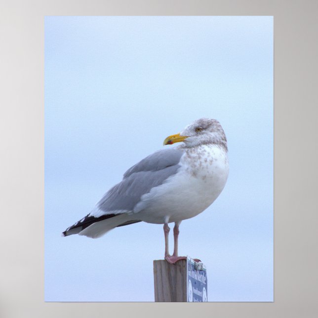 Affiche de photo de mouette  (Devant)