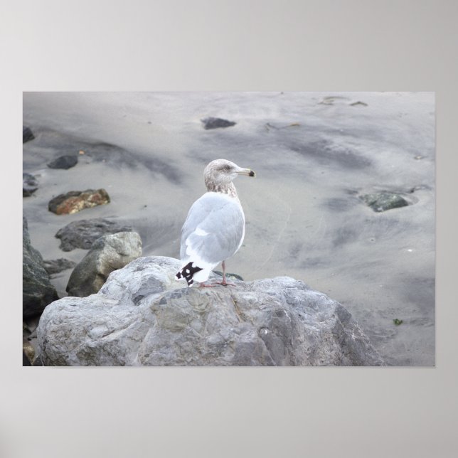 Affiche de photo de mouette  (Devant)