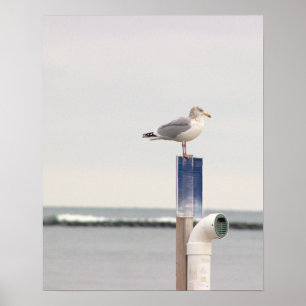 Affiche de photo de mouette