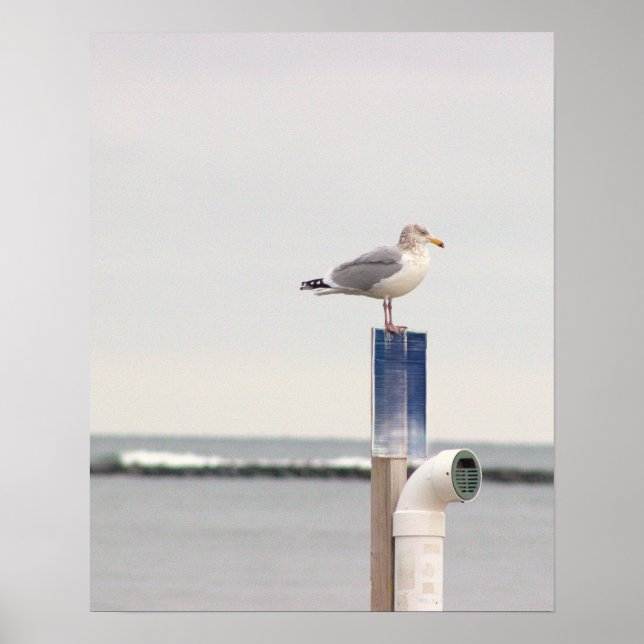 Affiche de photo de mouette  (Devant)