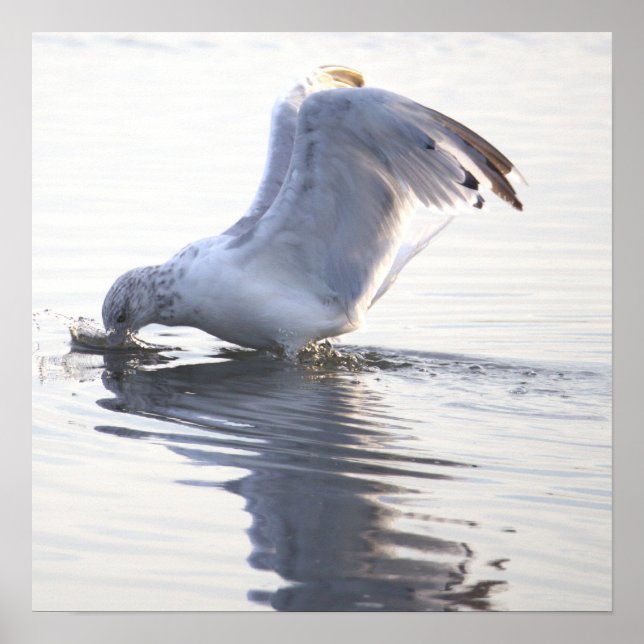 Affiche de photo de mouette (Devant)