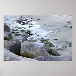 Affiche de photo de mouette