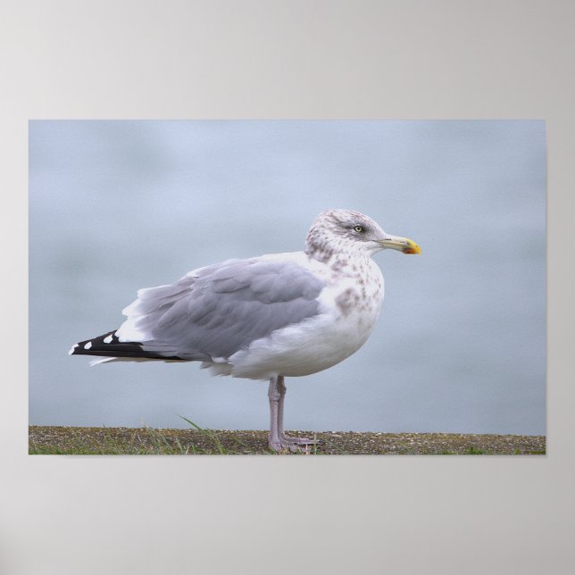Affiche de photo de mouette (Devant)
