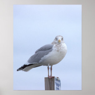 Affiche de photo de mouette